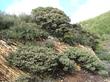 Arctostaphylos luciana, Santa Lucia manzanita in the wild.