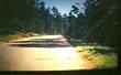 Pinus radiata, Cambria Pine, is shown in this photo, in the closed-cone pine forest of Cambria, California, circa early 1980. - grid24_24