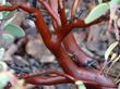 White leaf manzanita bark and trunk - grid24_24