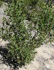 Arctostaphylos manzanita