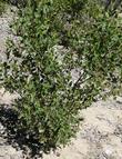 Arctostaphylos manzanita - grid24_24