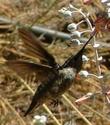 An Anna's Hummingbird on a Chalk Dudleya. - grid24_24