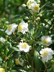 Carpenteria californica, Bush anemone with flowers - grid24_24