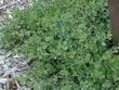 Baccharis pilularis pilularis, Pigeon Point, Dwarf Coyote Brush as a small groundcover. - grid24_24