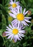 A closeup photo looking down on the inflorescence of Symphyotrichum ascendens, Western aster. This plant has been in a pot for 20 years. Container gardening can be fun.