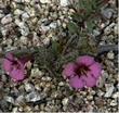 Mimulus fremontii