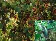 White chaparral currant, Ribes indecorum, berries and Anna hummingbird