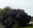 Ray Hartman Ceanothus in full bloom. These plants were 12-15 foot tall and 15 foot wide. with no water in Atascadero. A Great big hedge.
