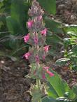 Salvia spathacea, Topanga flowers - grid24_24