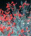 An Old picture of Zauschneria californica Uvas Canyon