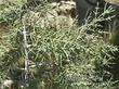 Cupressus bakeri, the Modoc Cypress, Siskiyou Cypress or Baker Cypress