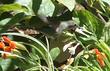 An Anna Hummingbird working a White California Fuchsia  - grid24_24