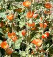 Sphaeralcea ambigua, Desert Mallow flower spikes. - grid24_24