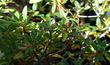 Rhamnus california, Mound San Bruno coffeeberry