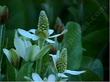 Anemopsis californica, Yerba Mansa, flowering  in the Santa Margarita garden. 