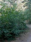 Rhamnus californica, Coffeeberry growing in shade