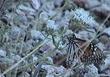 Monardella linoides stricta Flaxleaf mountainbalm, old photo with Butterfly - grid24_24