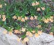 A grand monkey flower