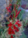 Here is a portion of the inflorescence of Lobelia cardinalis, Cardinal Flower, with the opened flowers below, and the unopened buds above.  