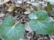 Asarum hartwegii,  Marbled  Wild Ginger flowers - grid24_24