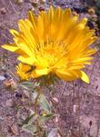 Grindelia robusta