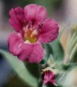 Mimulus lewsii, Pink Monkey flower