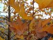 Here is the closeup of the large colorful leaves of Platanus racemosa, California Sycamore, at the Santa Margarita nursery, California.  - grid24_24