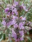 Salvia Vicki Romo sage flowers  are big and bold  