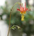 Aquilegia shockleyi Desert Columbine flower - grid24_24