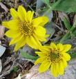 Wyethia angustifolia, Narrowleaf Mule Ears flowers. - grid24_24