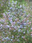 Ceanothus impressus nipomoensis has red buds and royal blue flowers. - grid24_24