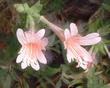 Pink Zauchneria, Epilobium, California fuchsia. 
