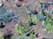 Rosa spithamea, Ground Rose leaves
