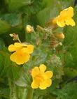 Mimulus guttatus, Seep Monkey Flower - grid24_24