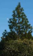 Dr. Hurd manzanita, a Ponderosa Pine and a full moon