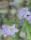 A closeup photo of the flowers of Campanula rotundifolia, California Harebell, that flare into a distinctive star shape. 