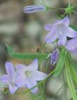 A closeup photo of the flowers of Campanula rotundifolia, California Harebell, that flare into a distinctive star shape.  - grid24_24