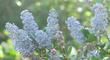 Ceanothus L.T.Blue