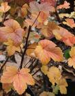 Ribes sanguineum glutinosum, Pink-Flowered Currant with fall leaf color