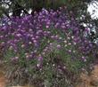 Lupinus excubitus, Grape Soda Lupine. Named after the soda king of grape valley (next to death valley). - grid24_24