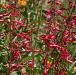 Desert Beardtongue (Penstemon pseudospectabilis) - grid24_24