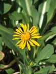 Helenium hoopesii, Owlsclaws, is a showy mountain perennial with large yellow flowers.  - grid24_24