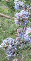 Ceanothus impressus has red buds and blue flowers