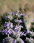 Salvia Vicki Romo with a Hummingbird visiting. Could be an Anna or Costa