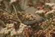 Eriogonum giganteum St. Catherine's Lace with a fence lizard hunting for insects. - grid24_24