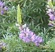 Dune lupine flowers - grid24_24