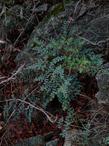 This  fern,  Pellaea andromedifolia, Coffee Fern, commonly grows near rocks.