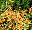 An Anna Hummingbird checking out Zauscheria  latifolia johnstonii - grid24_24