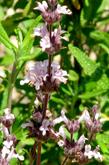 Salvia Brandegi, Island Black sage flowers are pinkish - grid24_24