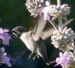 Salvia apianaXclevelandii Vicki  Romo with an Anna's Hummingbird
